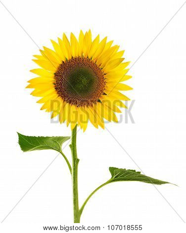Sunflower Isolated On White