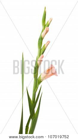 Gladiolus Isolated