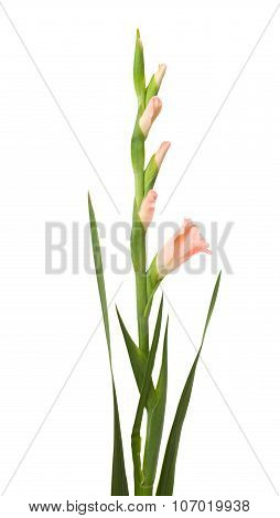 Gladiolus Isolated