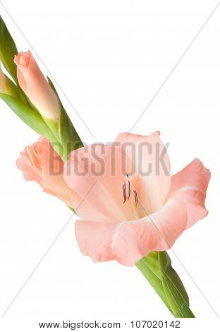 Gladiolus Isolated