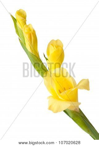 Gladiolus Isolated