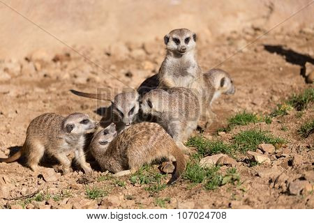 Meerkat Or Suricate Playing
