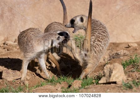 Meerkat Or Suricate Playing