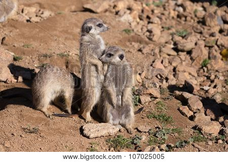 Meerkat Or Suricate