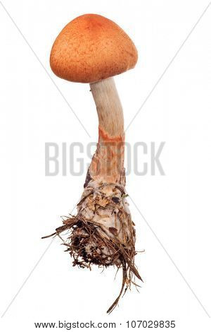 Red-banded cortinarius isolated on white background