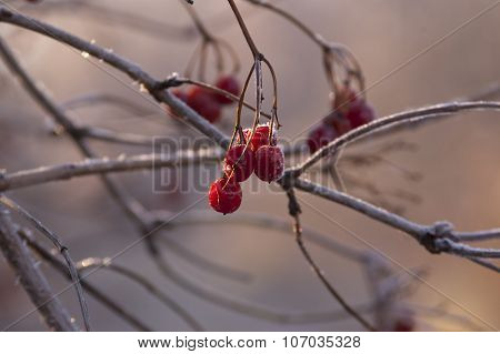 Viburnum berries