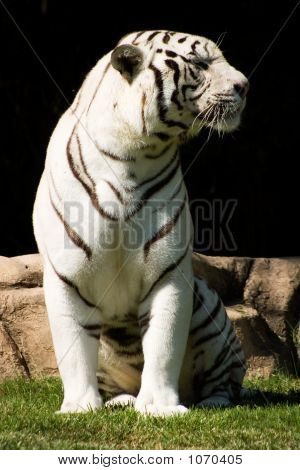 Hvid Tiger nyder eftermiddag solen