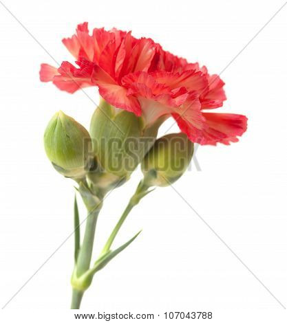 Variegated Carnation