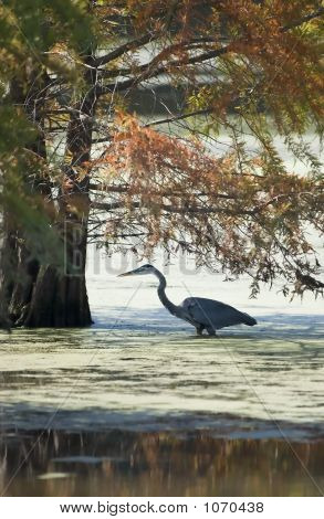 Great Blue Heron In Cypress Swamp