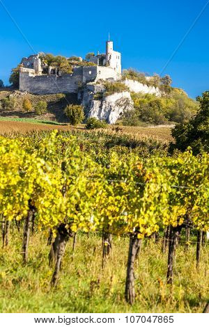 ruins of Falkenstein Castle with vineyard in autumn, Lower Austria, Austria