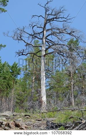 Dry Larch With A Twisted Stem From The Wind