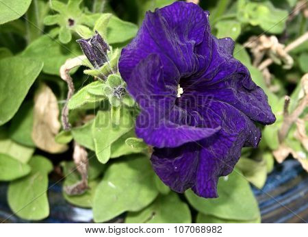 Dark blue Petunia