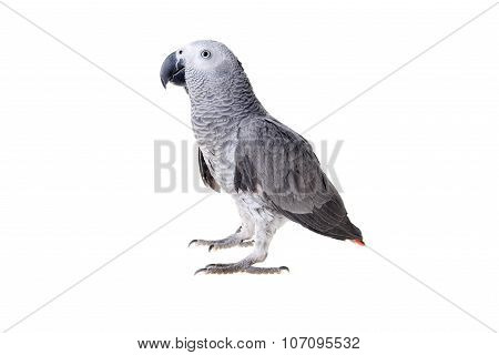 African Gray Parrot