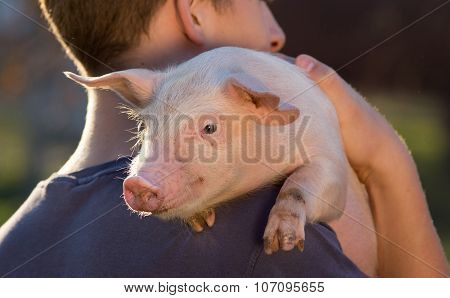 Piglet On Man's Shoulder