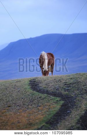 Iceland Pony with Trail near Blue Mountains in Iceland