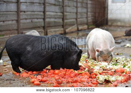 Pigs  In  Zoo