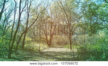 Tree Clearing or Enclave. Brown and Blue Color Tone.