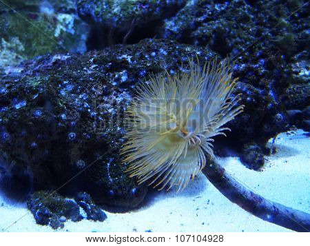 Spiral Tubeworm