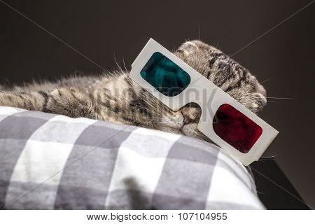 funny cat watching a movie on television in 3D glasses