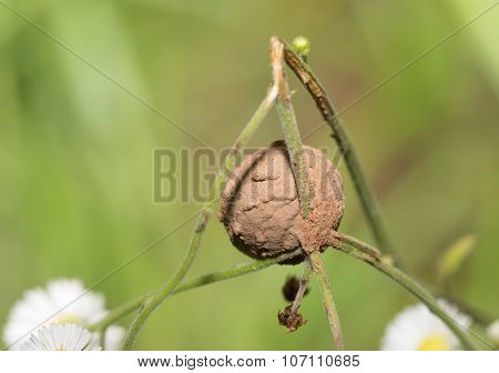 A mud-coated egg-sac built by a spider, attached to a small wildflower stem