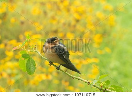 Fledgling Barn Swallow sitting on a rose branch in summer rain