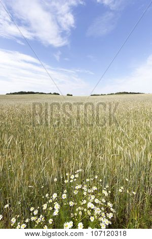 flowers in the field