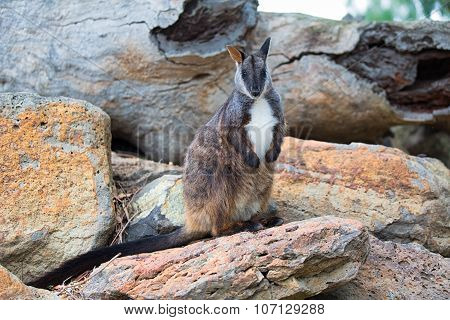 Swamp Wallaby (wallabia Bicolor), Also Known As The Black Wallaby. Wildlife Animal.