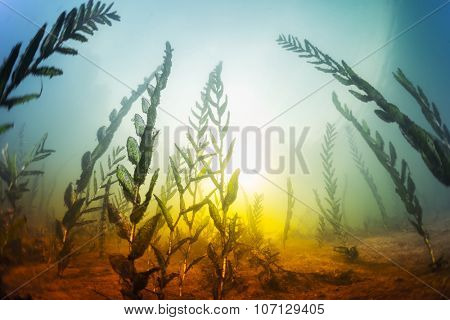 Underwater shot of the weed in the fresh water lake. Shallow DOF