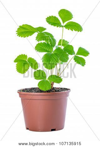Spring Bush Of Sapling Sprout Strawberry Plant In Plastic Pot Is Isolated On White Background (fraga