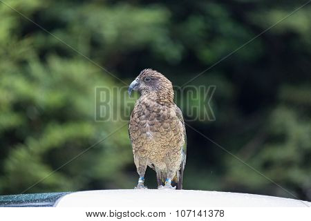 Kea Parrot Can Be Found In New Zealand