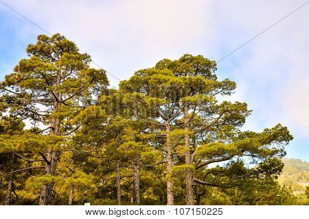 Pine Tree View