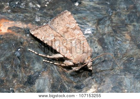 Night Insect Brown Moth