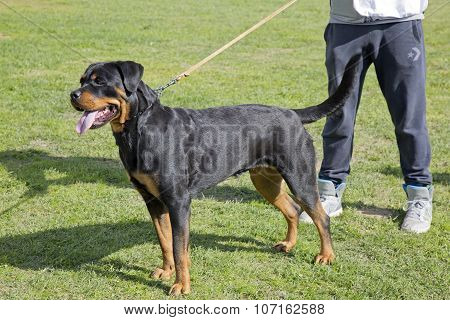 Female Rottweiler Specimen At An Exhibition