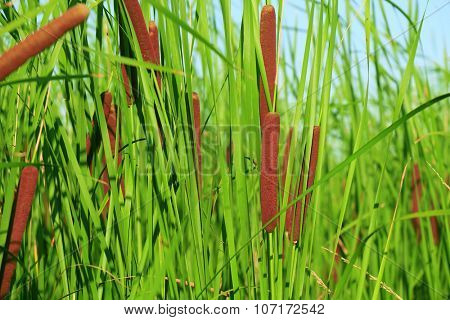 Typha latifolia, Common Bulrush, Broadleaf Cattail