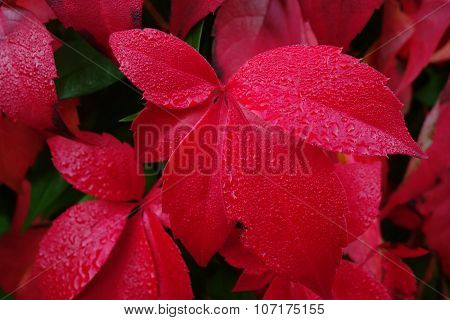 Virginia Creeper Close-Up