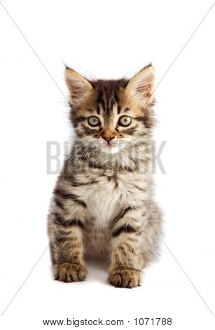 Adorable petit chat sur fond blanc