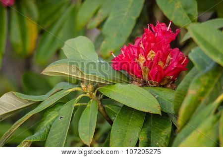 Red Flower