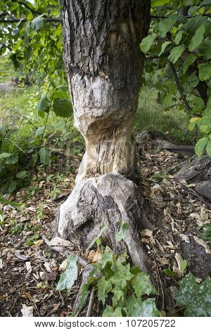 European Aspen Tree Gnawed By Beavers.