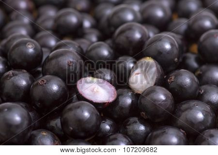 Jabuticaba Fruit Closeup
