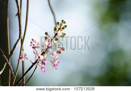 Seidenfadenia Mitrata Is Native To Thailand And To Myanmar Burma