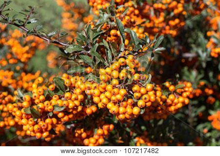 Background with ripe Rowan berries, Mountain ash or Sorbus tree