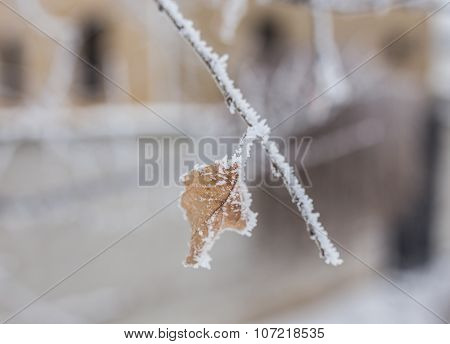 Frozen ice covered leaves and branches