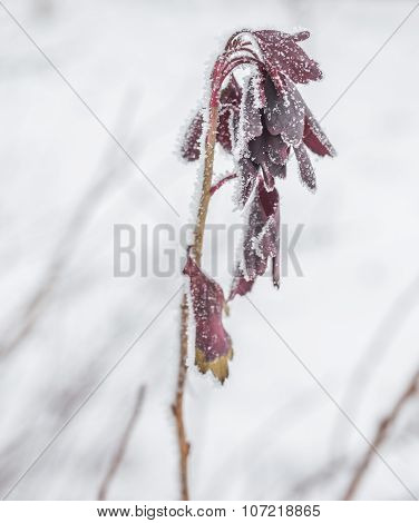 Frozen ice covered leaves and branches