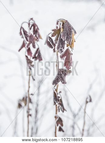 Frozen ice covered leaves and branches