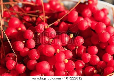 Red Ripe Schisandra