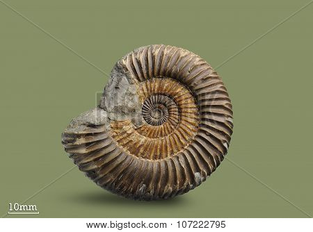 Ammonite - fossil mollusk.