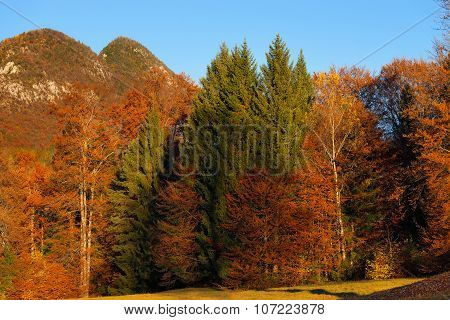 Autumnal Forest At Sunset - Trentino Italy
