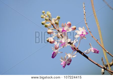 Seidenfadenia Mitrata Is Native To Thailand And To Myanmar Burma
