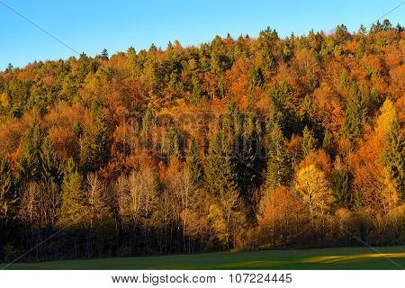 Autumnal Forest At Sunset - Trentino Italy