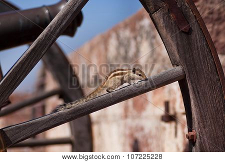 Wild Chipmunk Sitting On Piece Of Wood